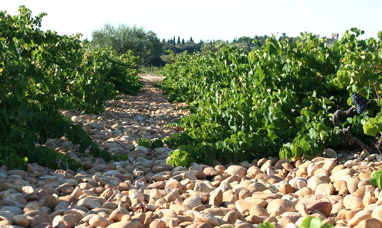 Galet stones between the vines, Châteauneuf-du-Pape