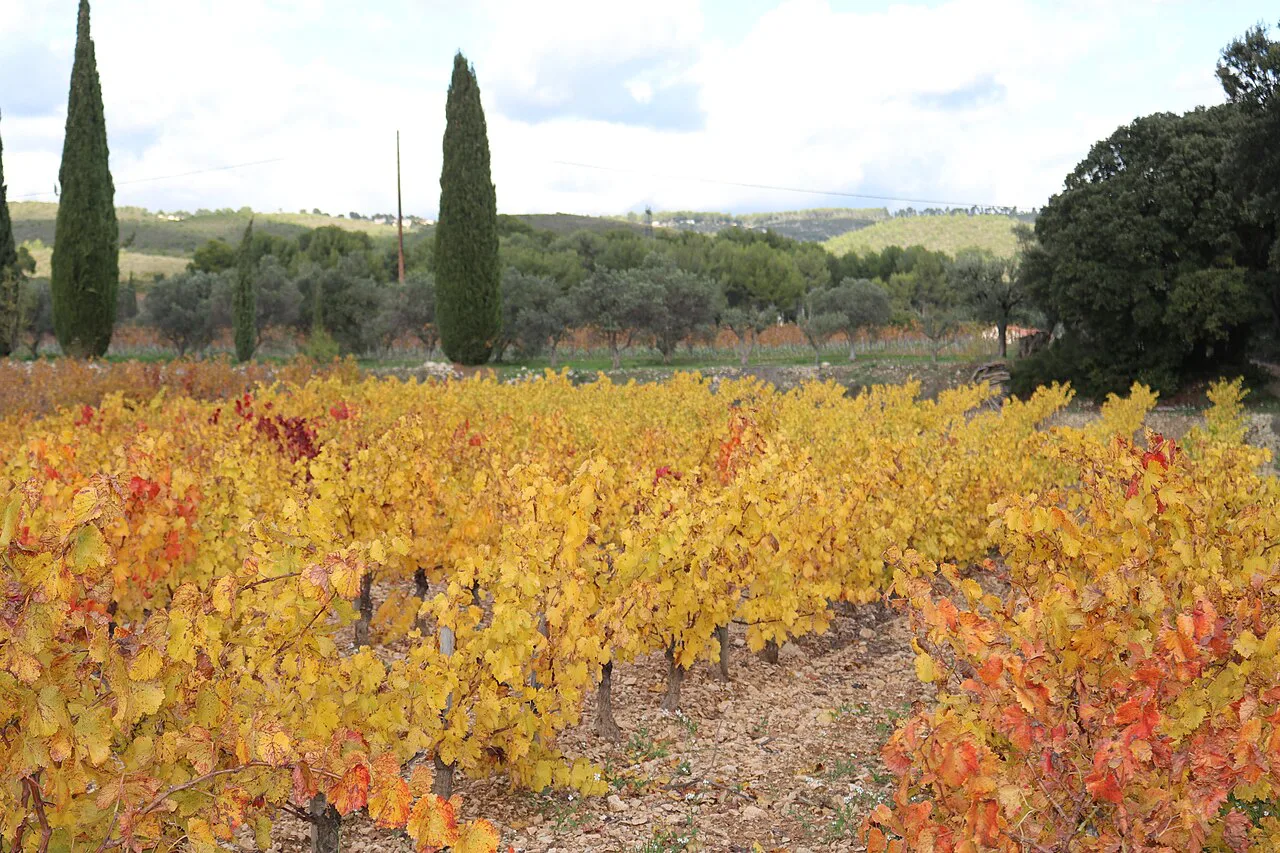 Autumn vines around Le Castellet, Bandol