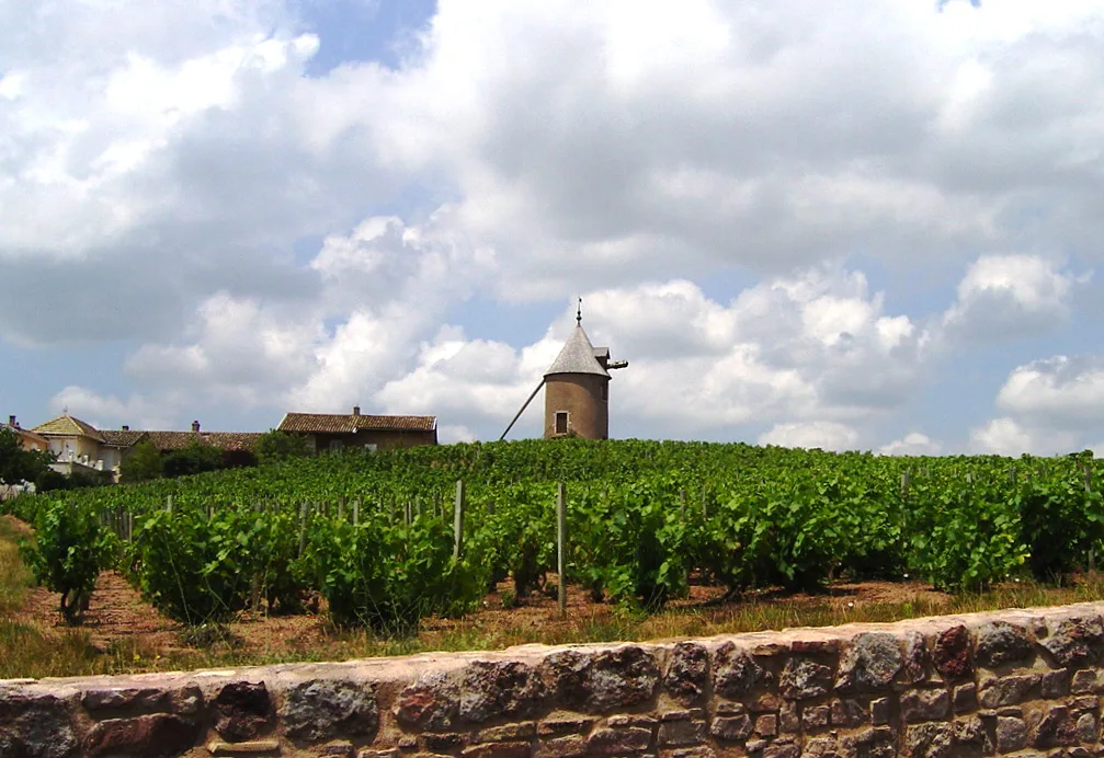 The Moulin à Vent windmill above its vineyards at Romanèche-Thorins