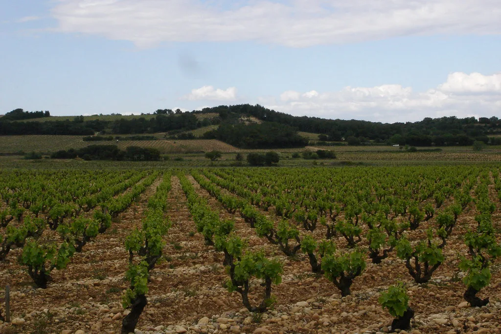Vineyard at Châteauneuf-du-Pape