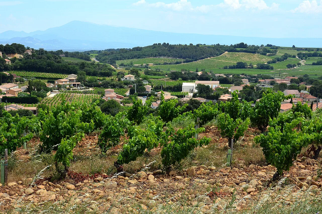 Châteauneuf-du-Pape vineyards with Mont Ventoux beyond