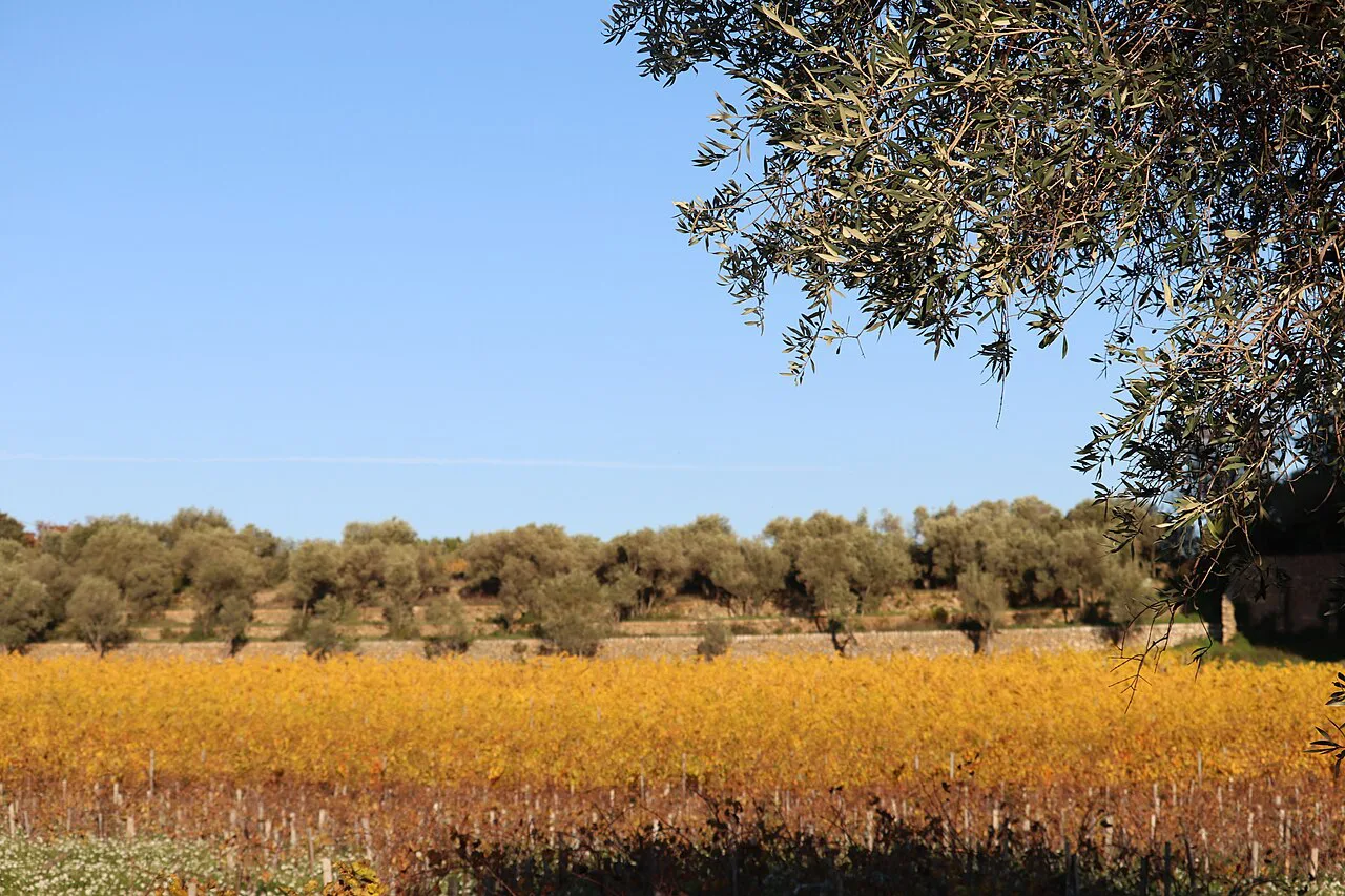 Autumn vines and olive trees around Le Castellet, Bandol