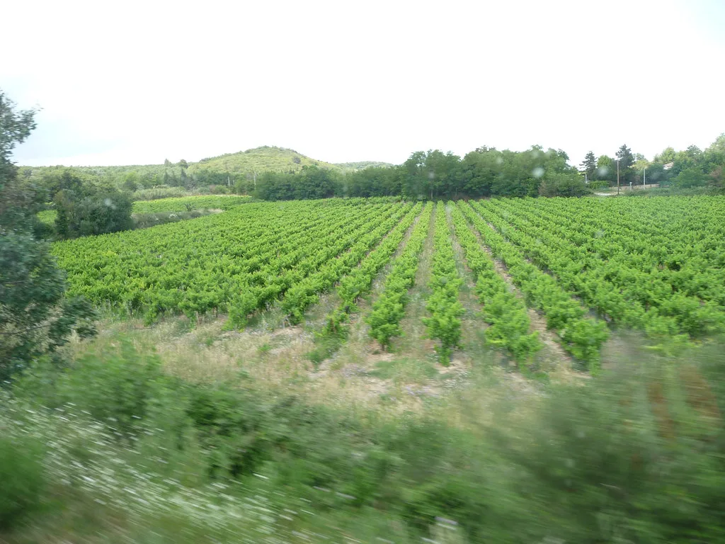 Vineyards in southern France