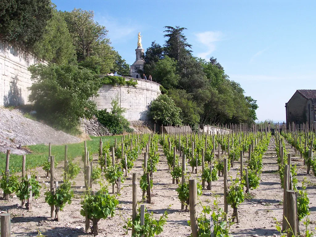 Vineyard Avignon France