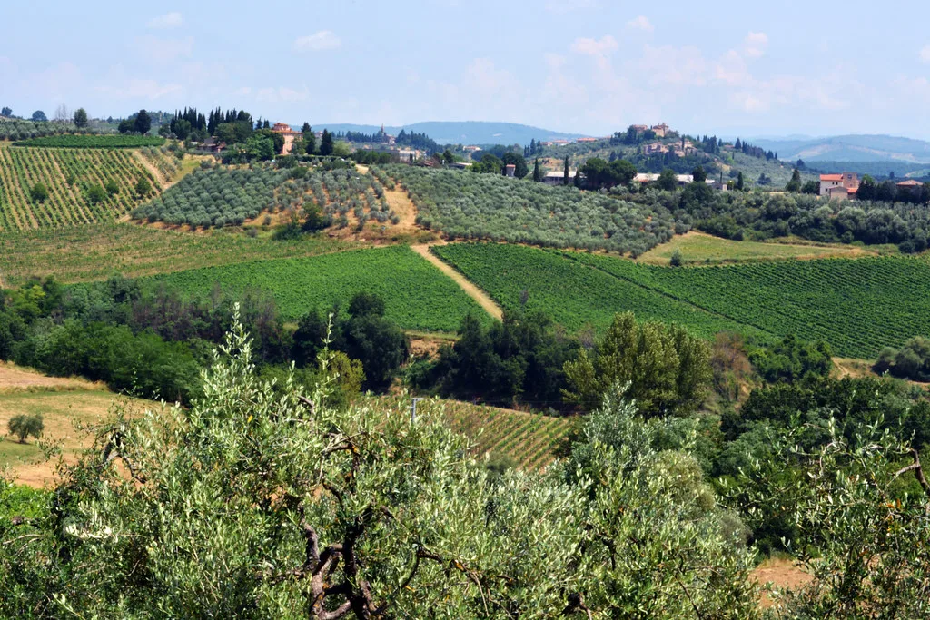 Siena Vineyards