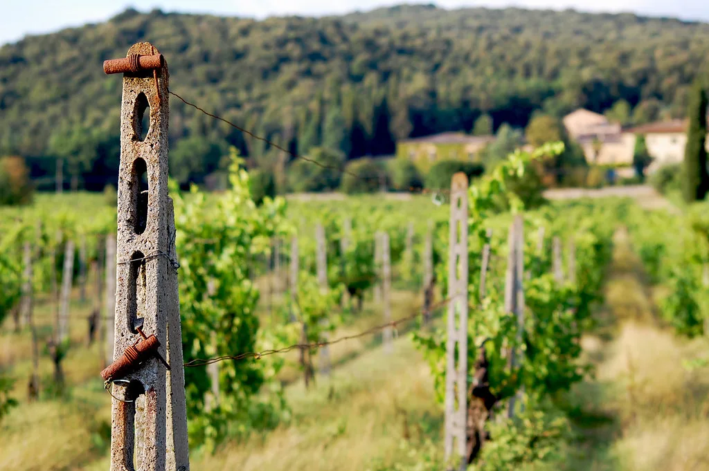 Chianti vineyard rows