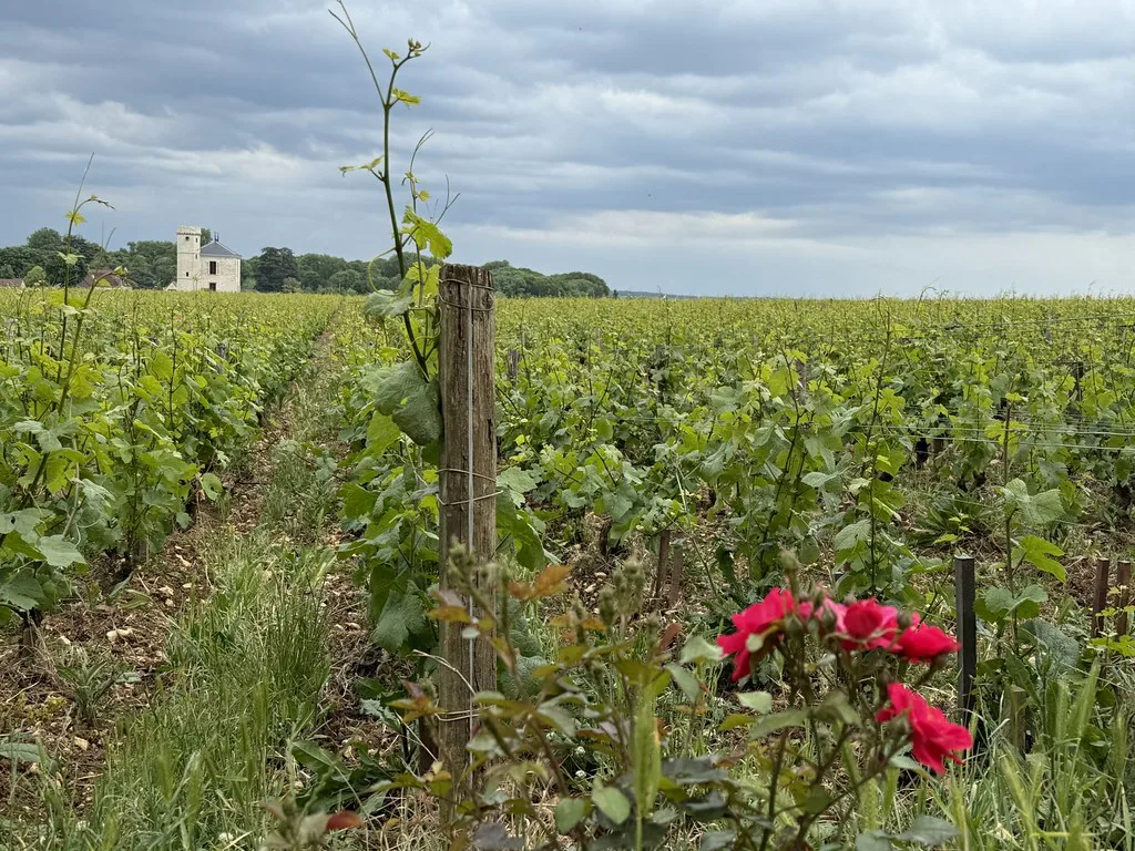 Building and vines at Clos de Vougeot