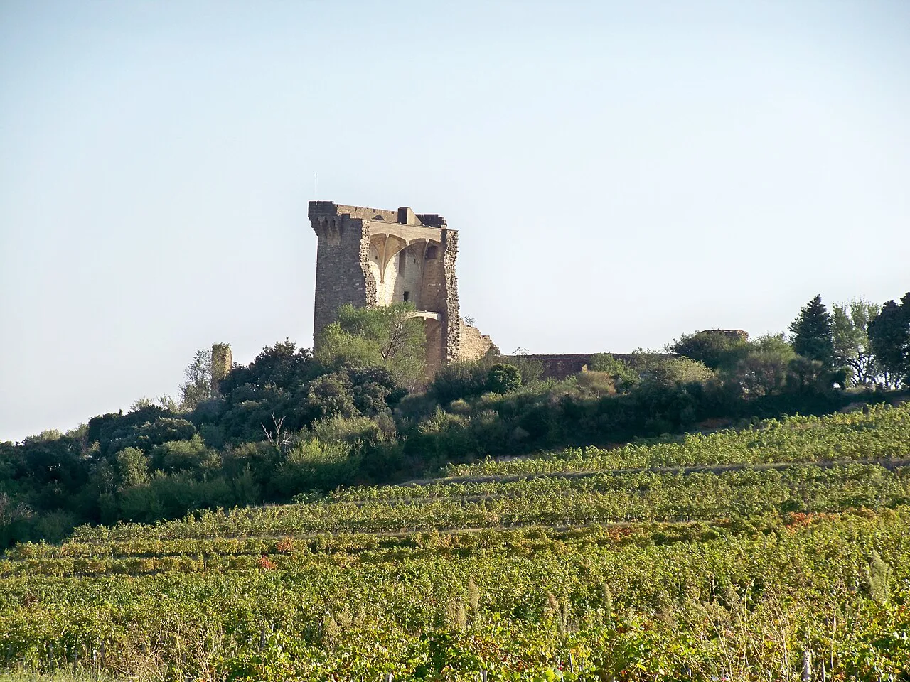 The papal château ruins above the vines, Châteauneuf-du-Pape