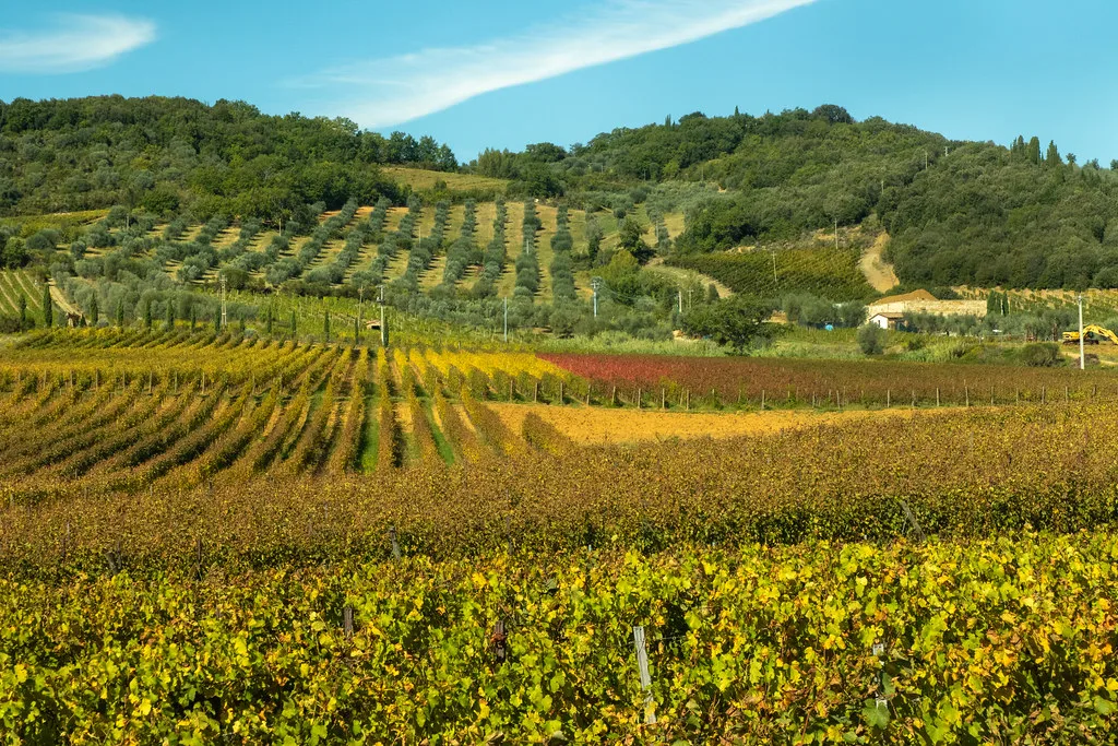 Vineyards near Montalcino, Val d'Orcia