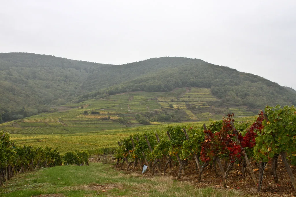 Vineyards in the Alsace region