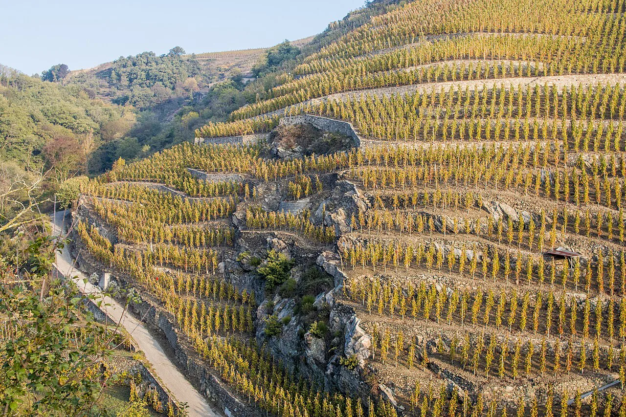 Terraced vineyards of the Côte-Rôtie above the Rhône
