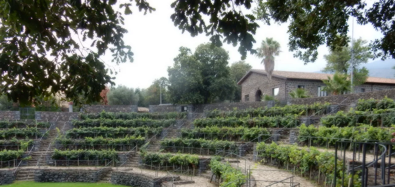 Terraced vines at Patria winery in Solicchiata, on Etna's north slope near Castiglione di Sicilia