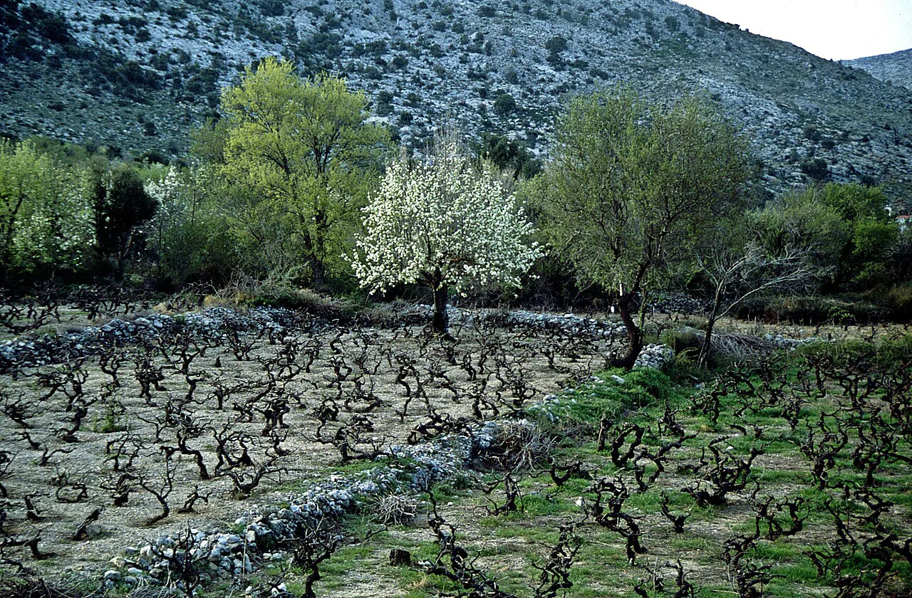Vineyard in Lasithi, eastern Crete