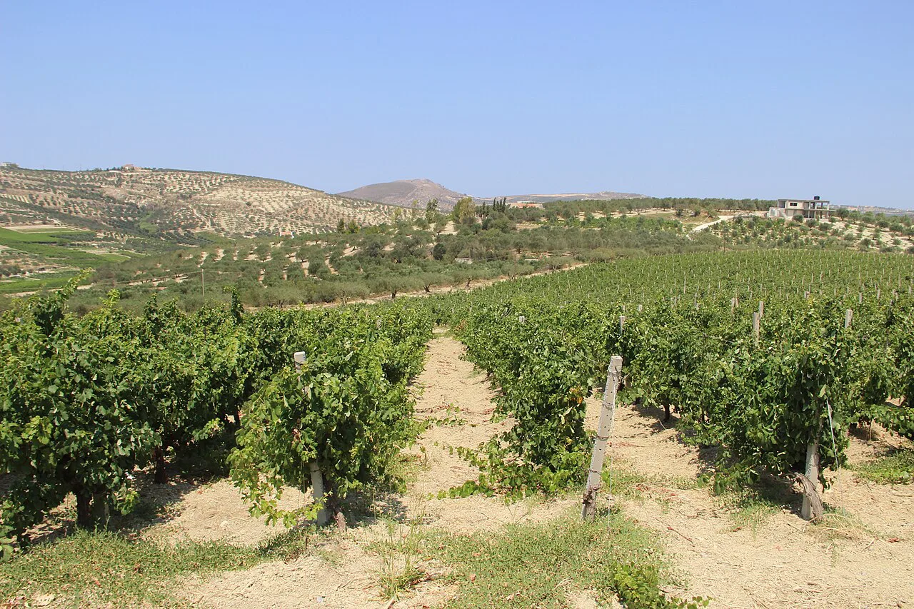 Boutari vineyards near Skalani, Crete