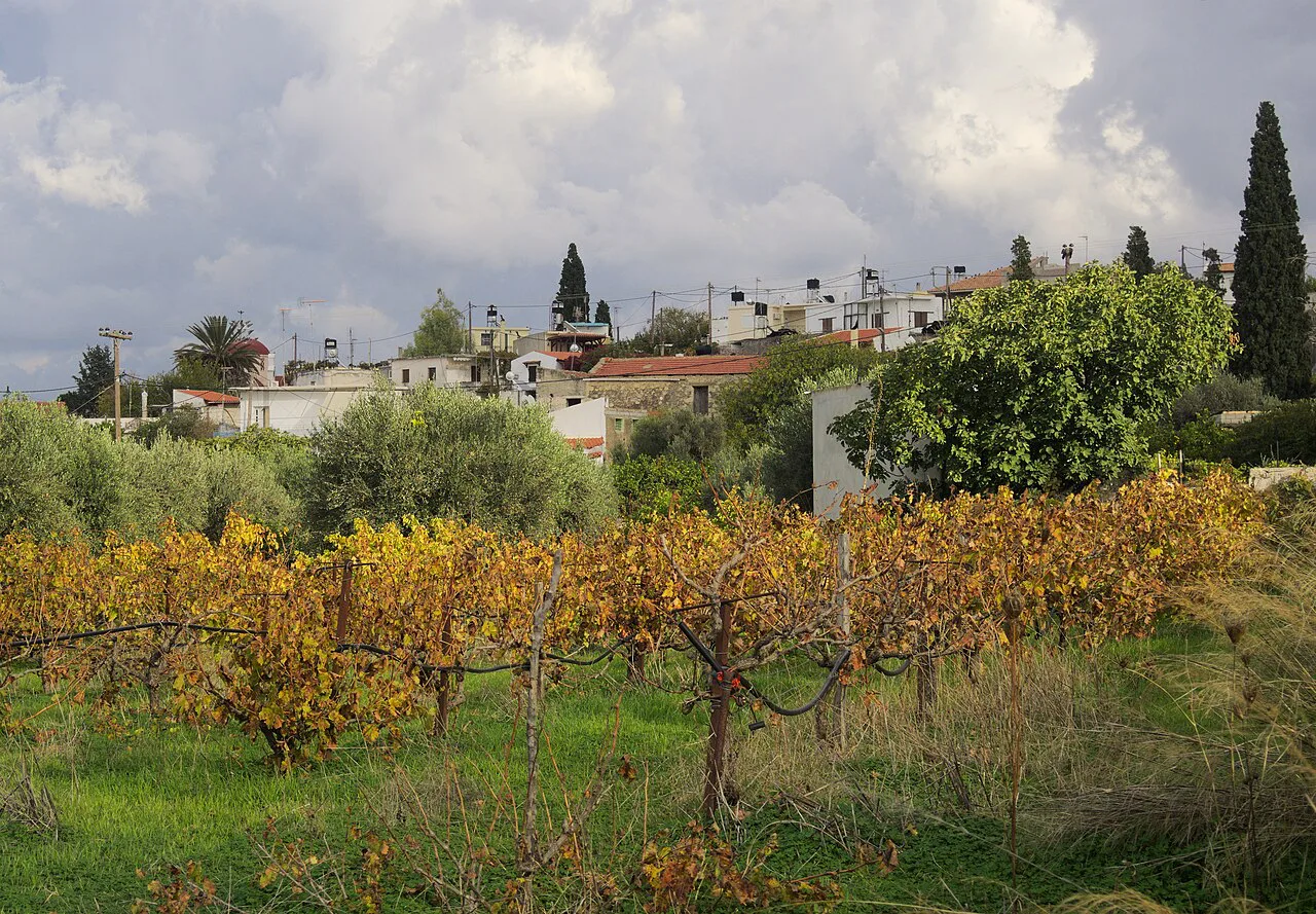 Vines at Flathiakes in Heraklion's Gortyna district