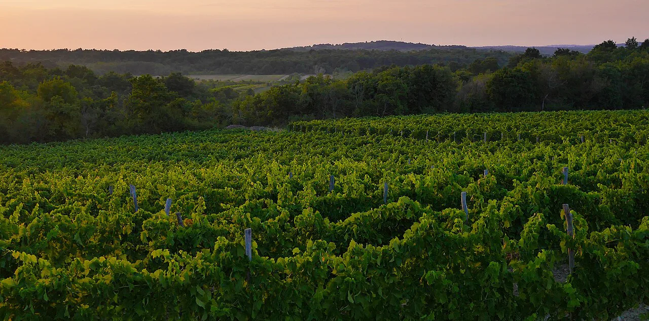 Vineyards in Istria