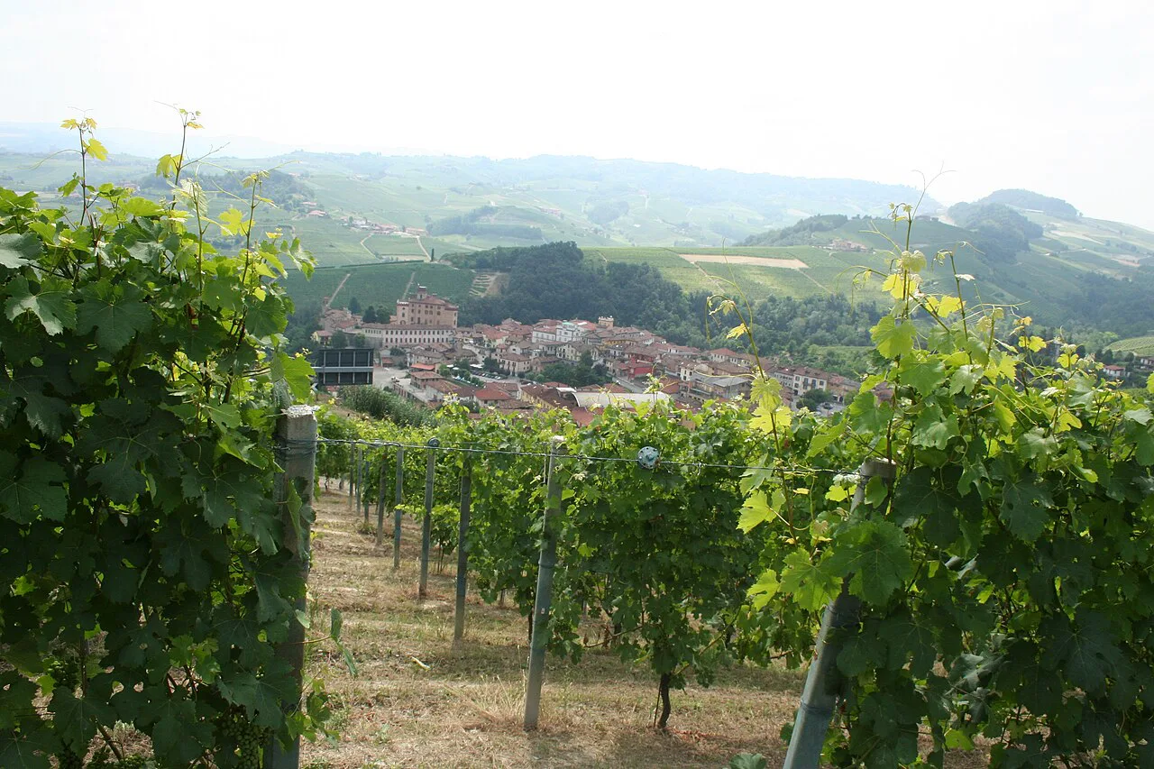 Vineyards in Barolo