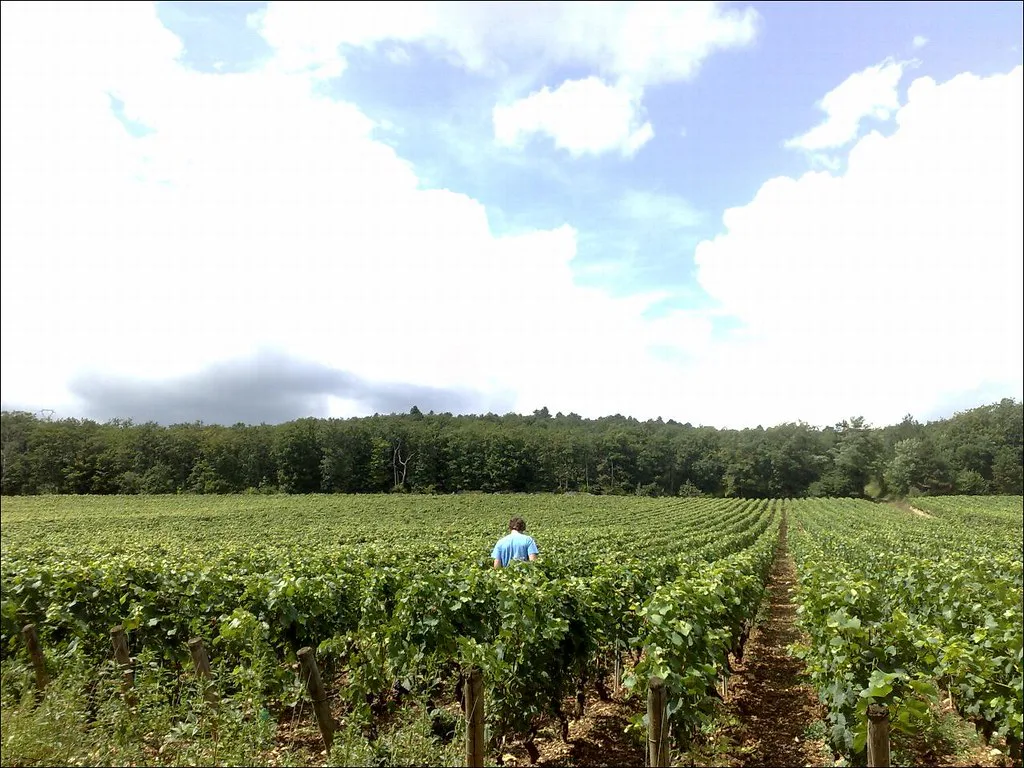 Château de Marsannay's vineyard