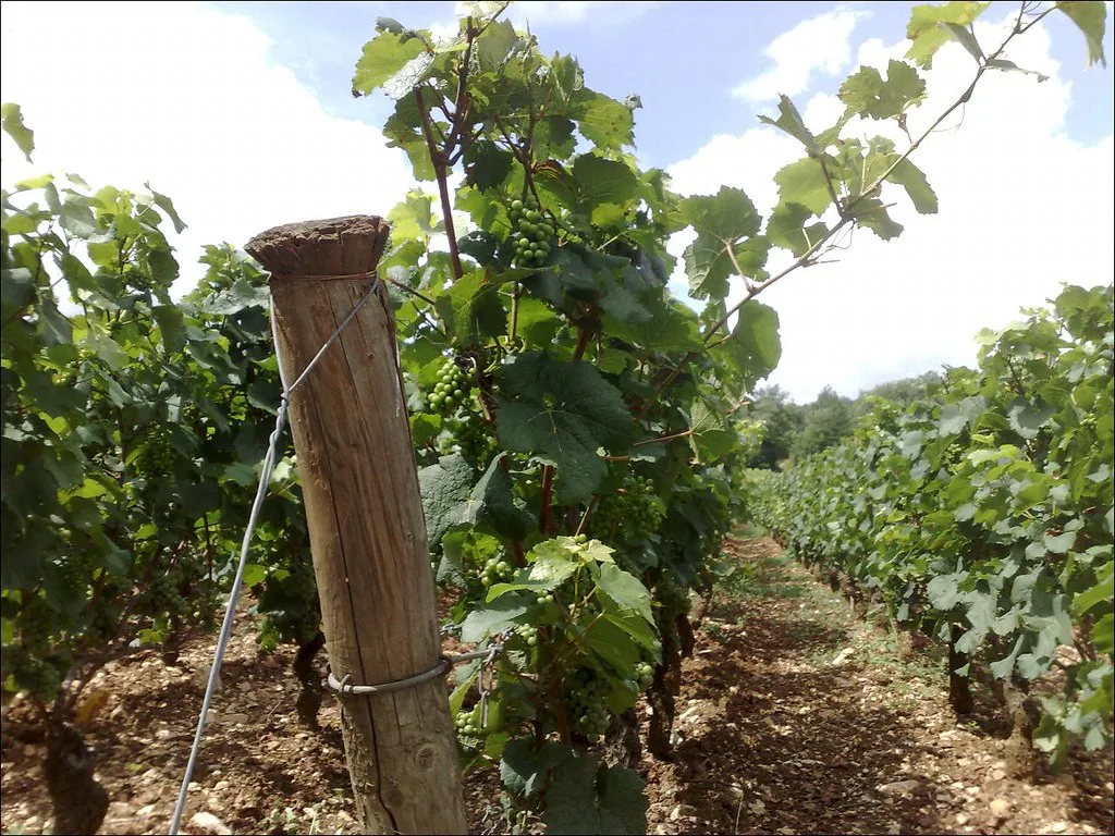 Château de Marsannay's vineyard