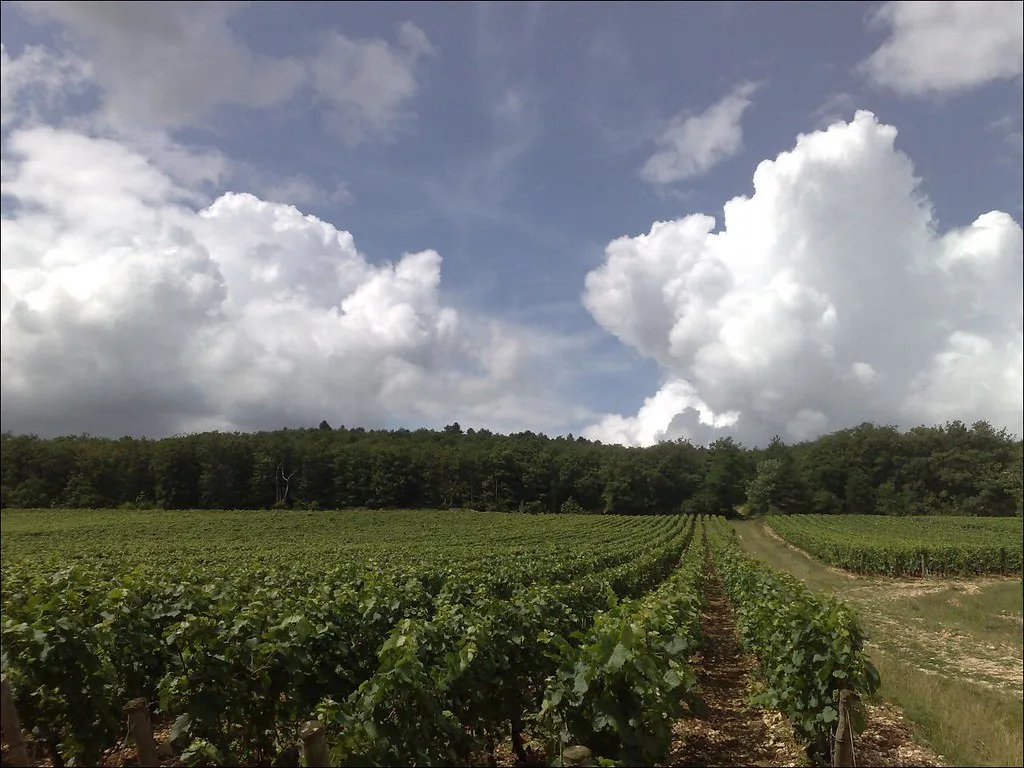 Château de Marsannay's vineyard