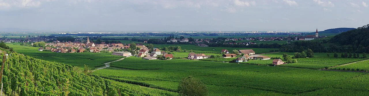 Vineyards at Kaysersberg on the Alsace wine route