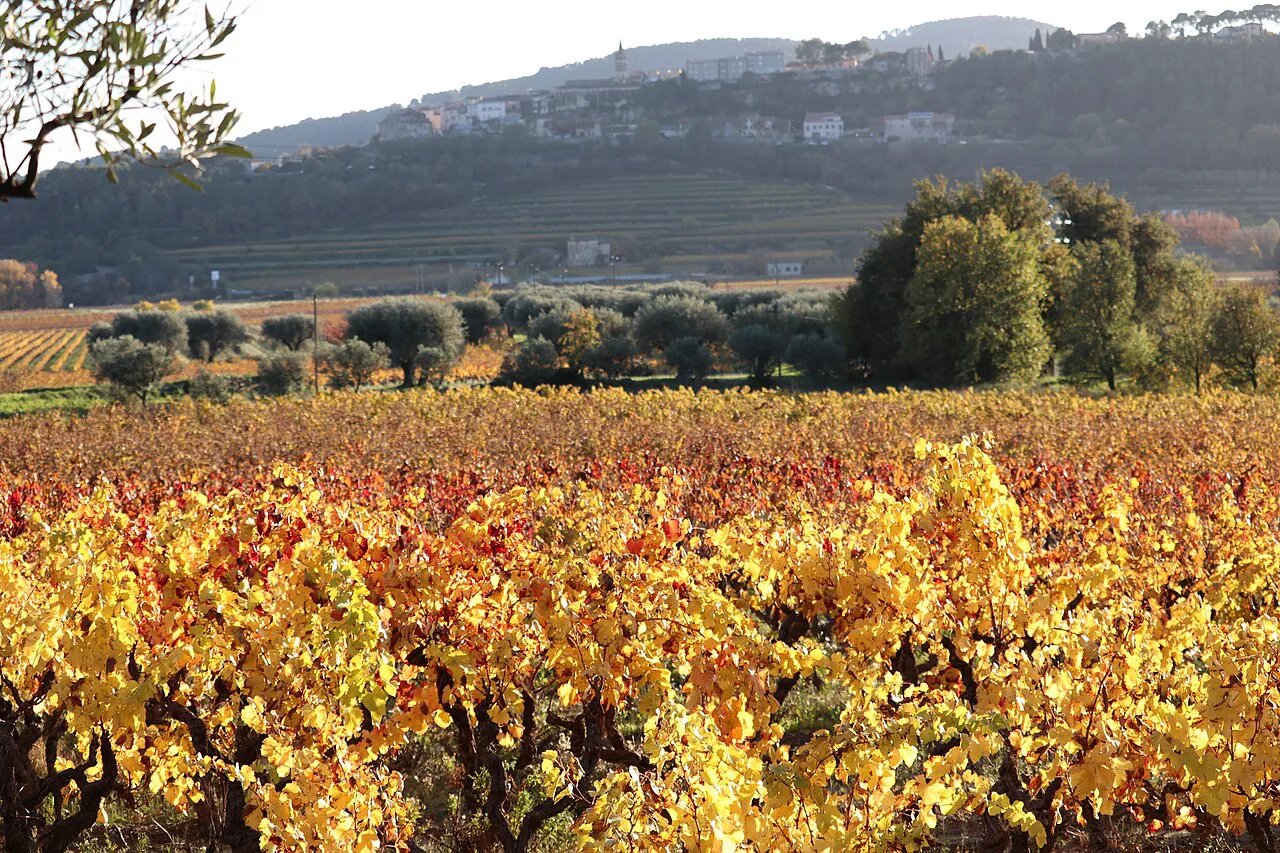 Autumn vines around Le Castellet, Bandol