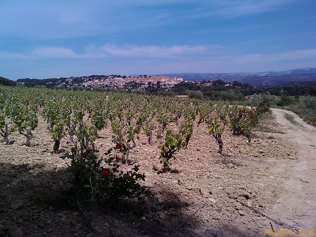 Vines below the hill village of La Cadière-d'Azur