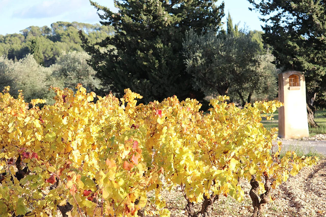 Autumn vines around Le Castellet, Bandol