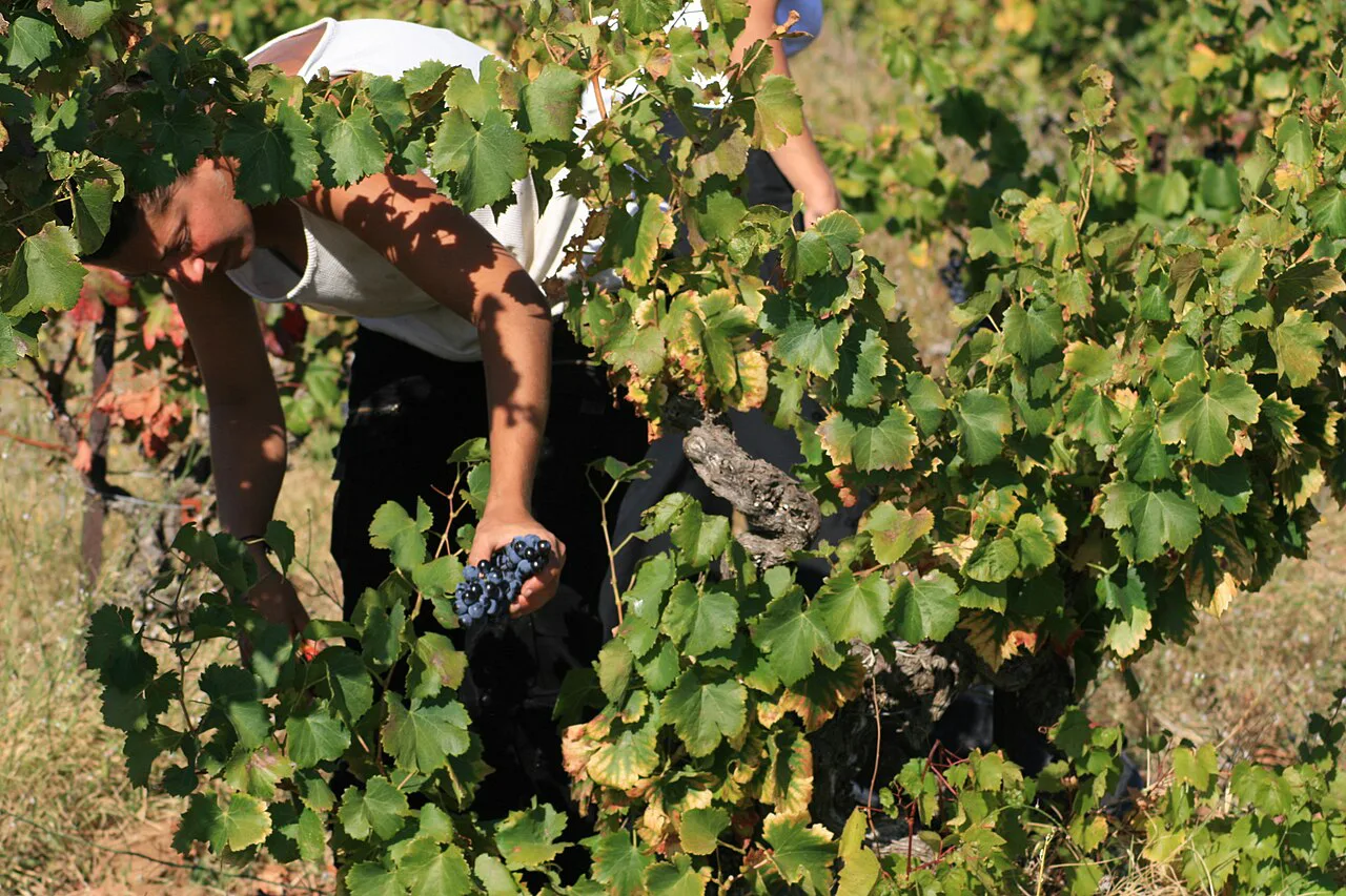 Harvest in Châteauneuf-du-Pape