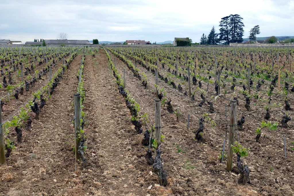 Beaune, Pommard, Volnay and Meursault, Côte de Beaune
