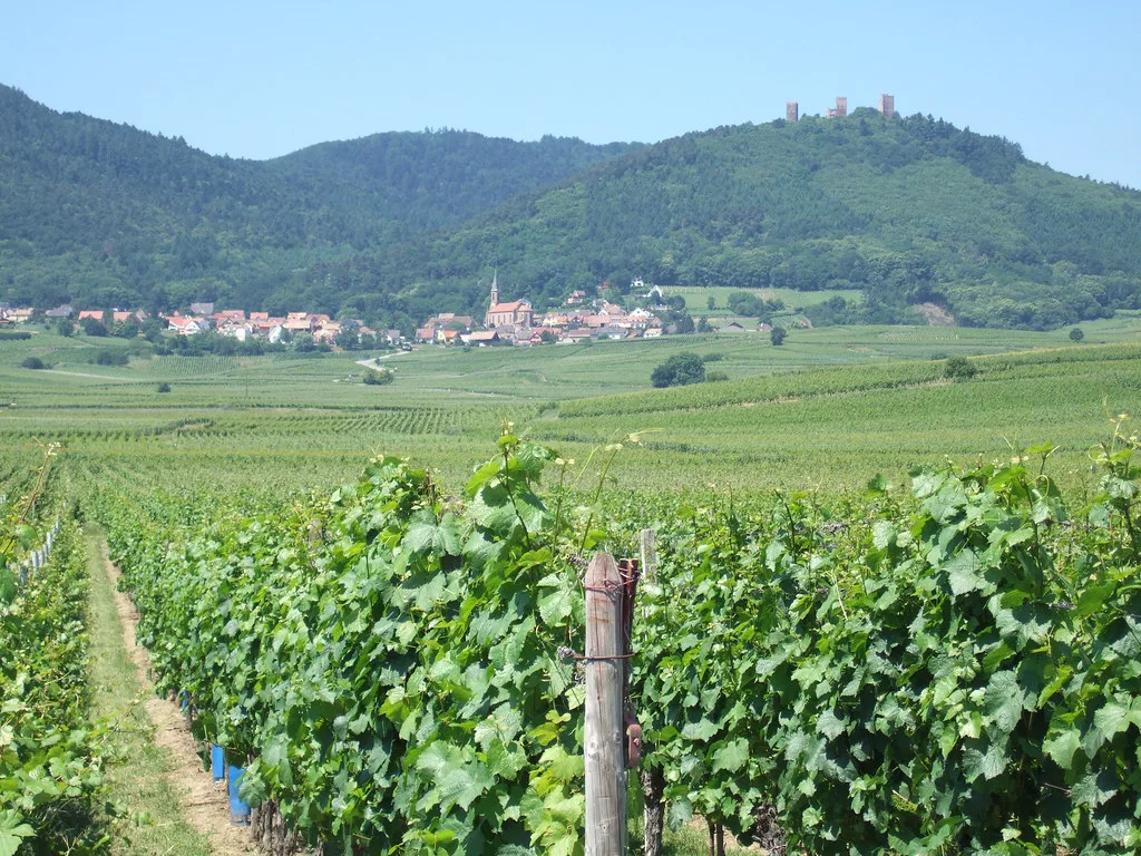 Vineyards near Colmar