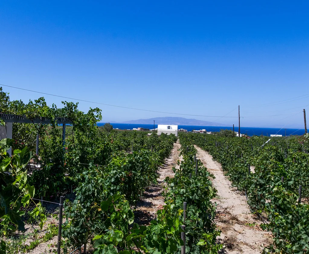 Santorini Vineyard