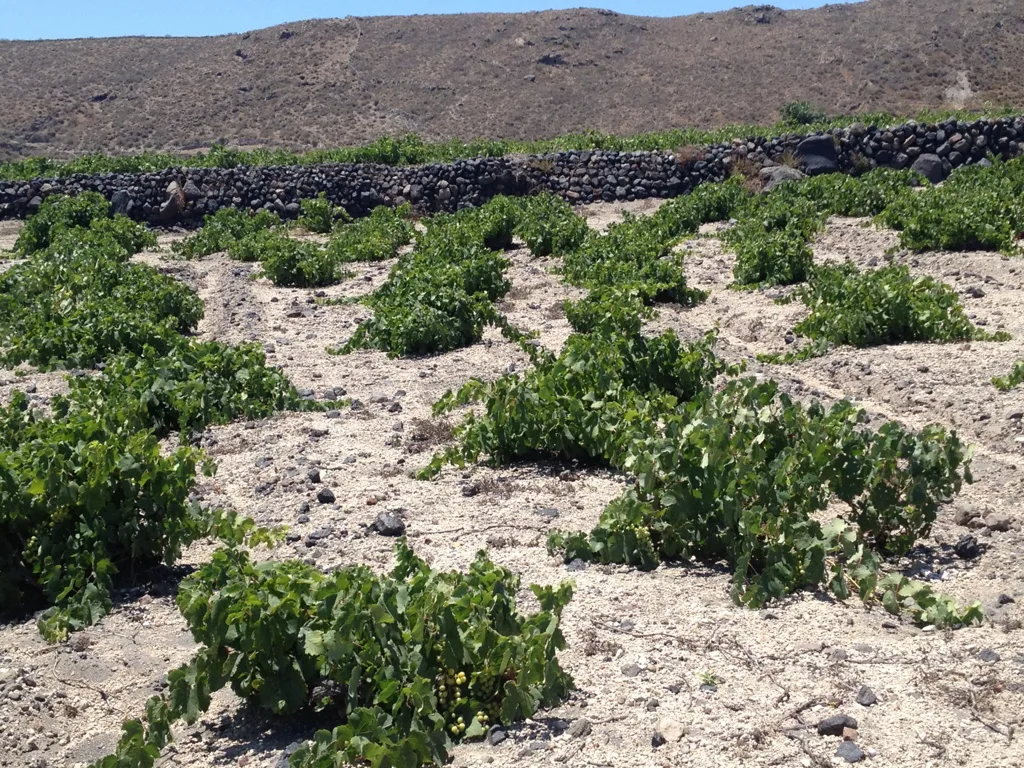 Vineyard, Santorini