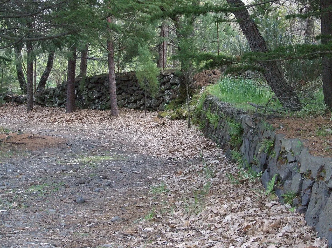 Pine forest on Etna's slopes above Linguaglossa