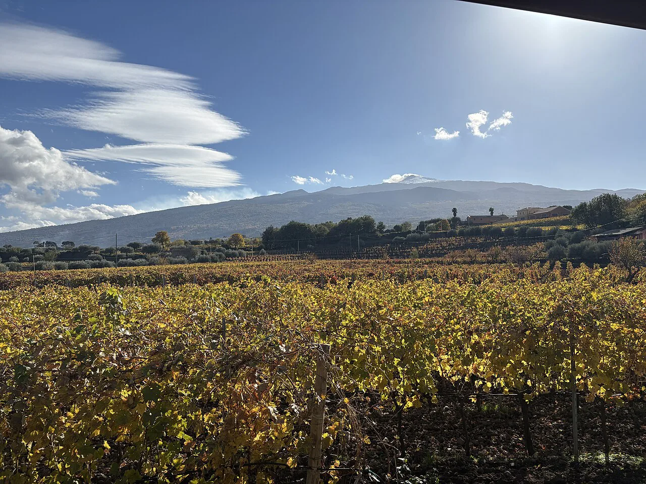 Vineyard with Mount Etna behind