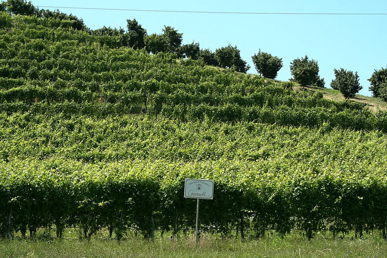 Vineyard slope in Piedmont