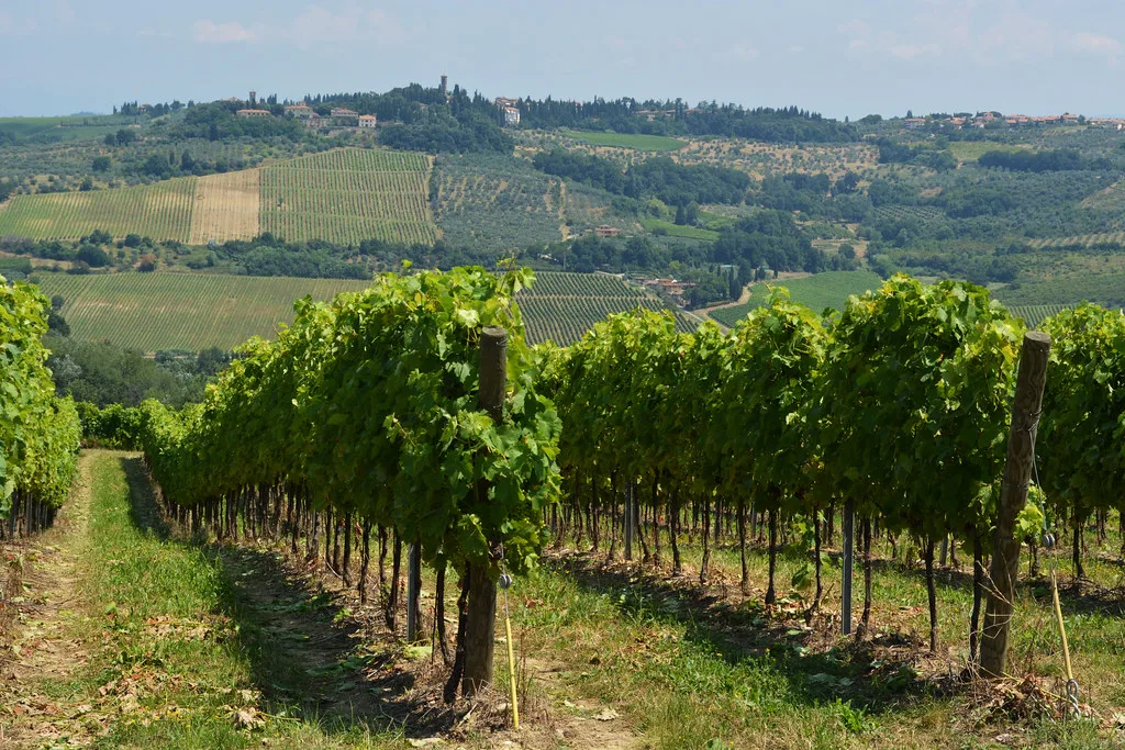 Siena Vineyards