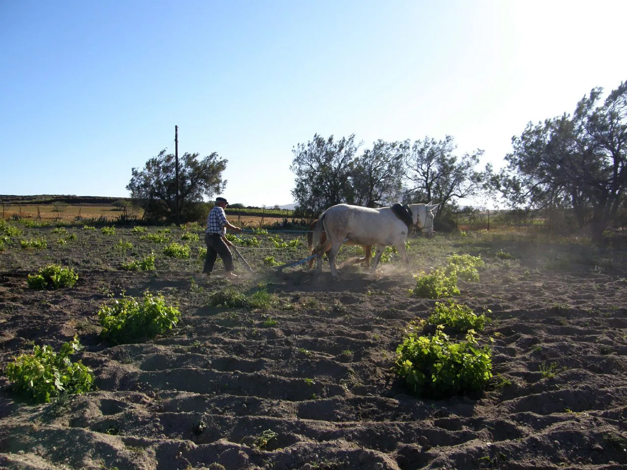 Ploughing, Santorini