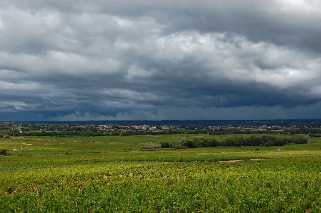 Beaujolais vineyards