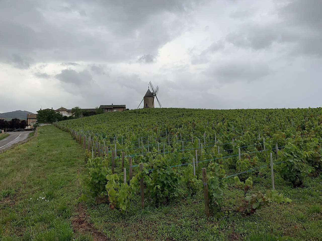 Vines below the Moulin à Vent windmill at Romanèche-Thorins