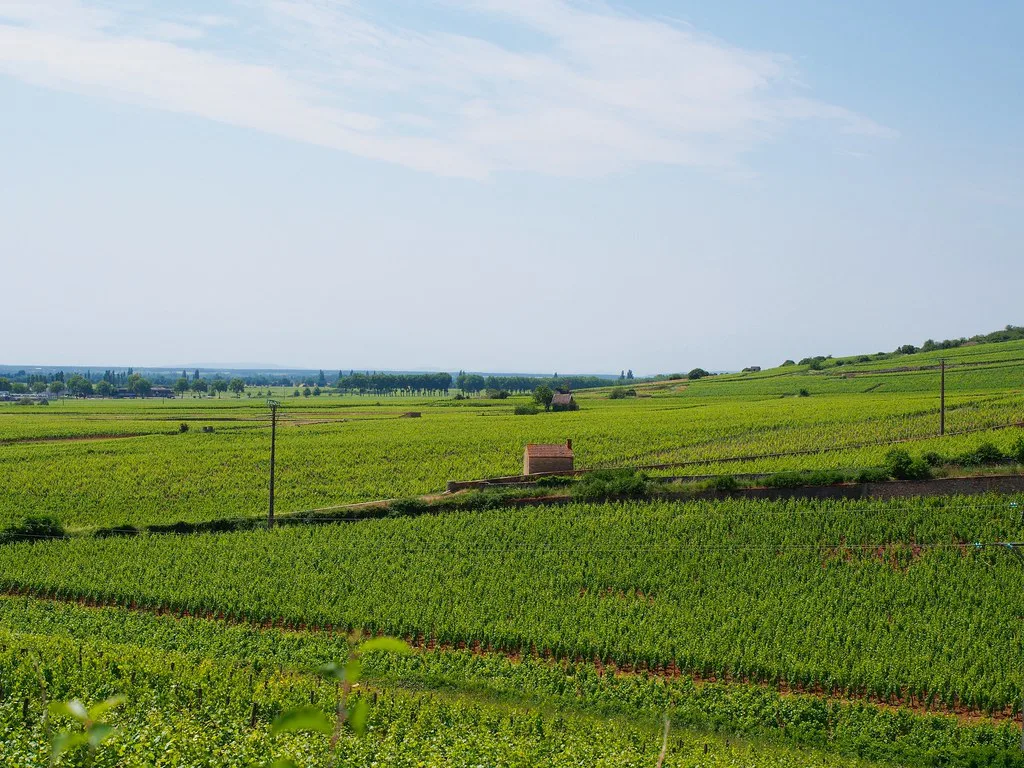 Beaune countryside/vineyards