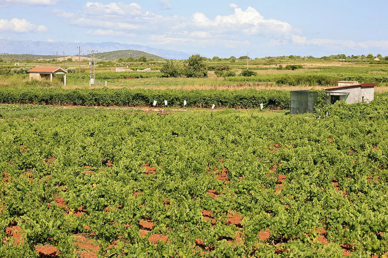 Young grape vines, Stari Grad