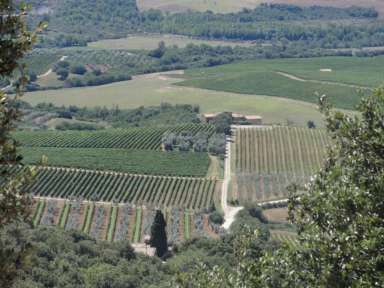 Il Poggione's vineyards below Sant'Angelo in Colle