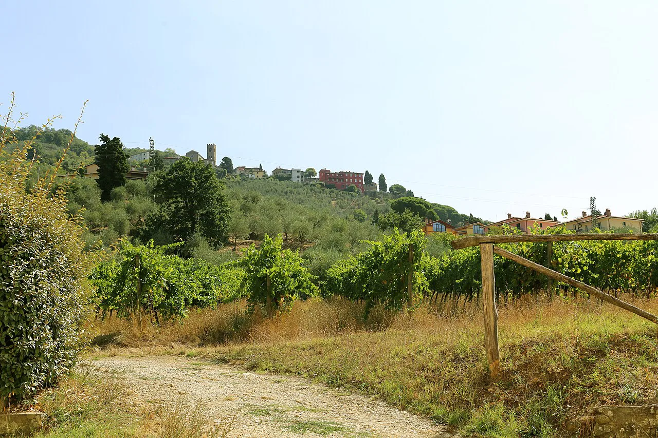 A vineyard at Pescia's agricultural institute, east of Lucca
