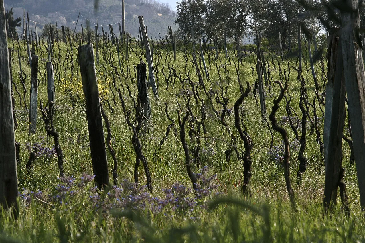 Wine in January, Lucca