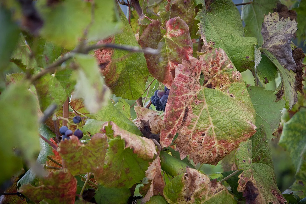 Wine in September, Lucca