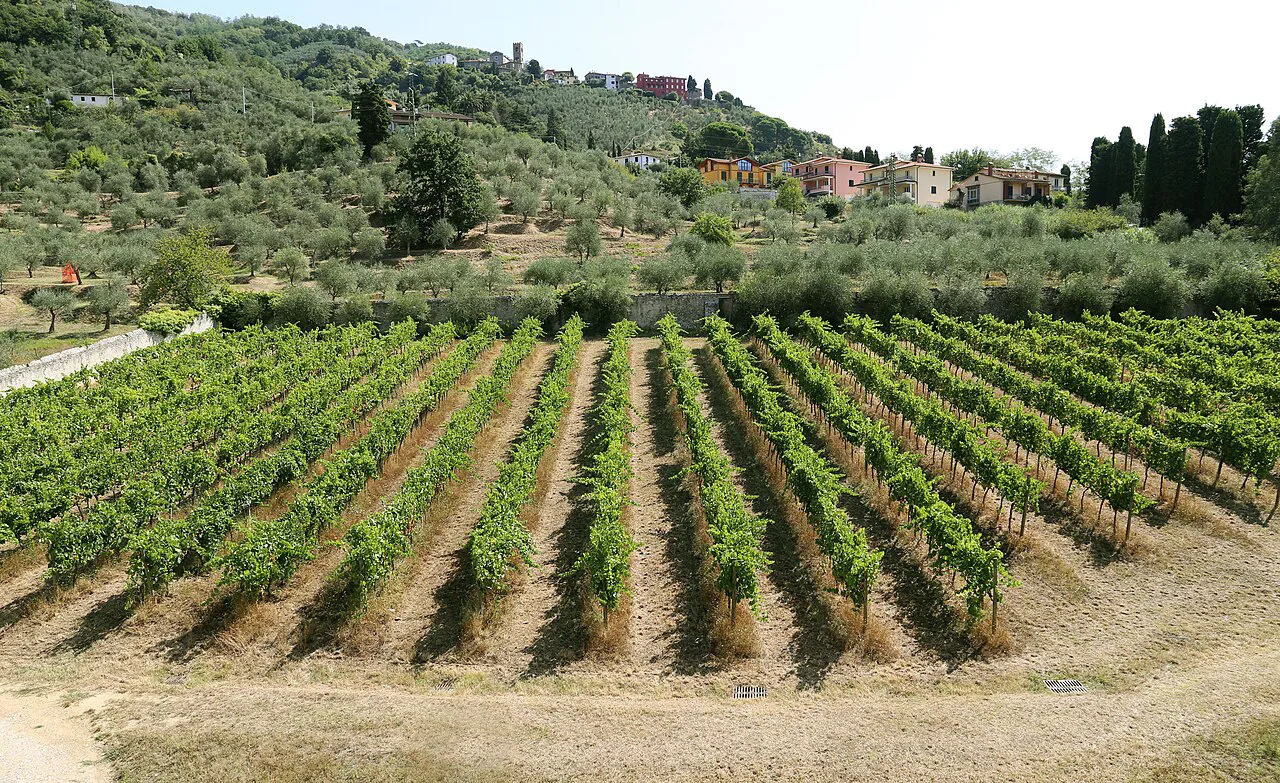 Vineyard and olive groves at Pescia, east of Lucca