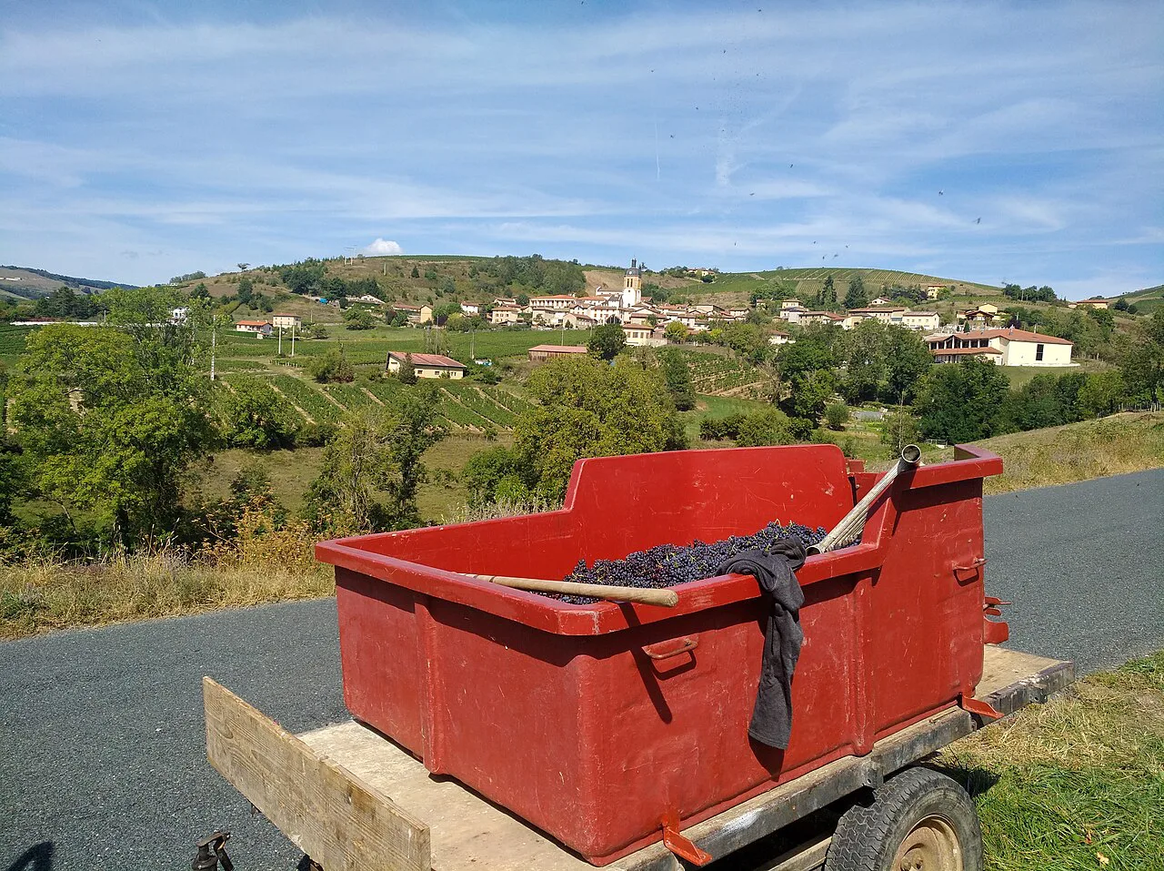 Beaujolais harvest near Létra