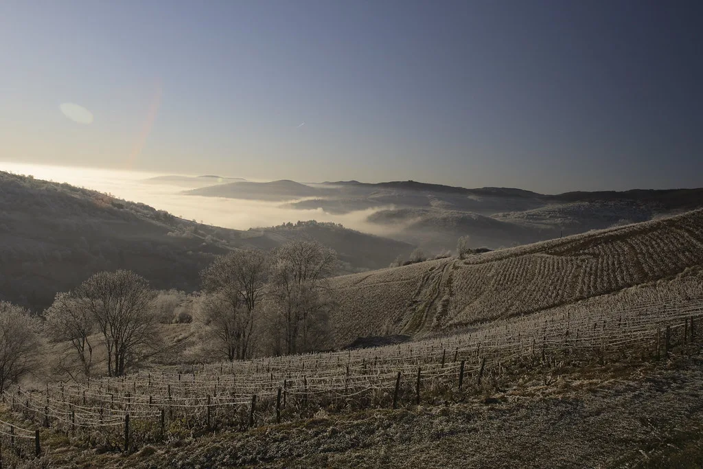 Frost on Beaujolais vineyards