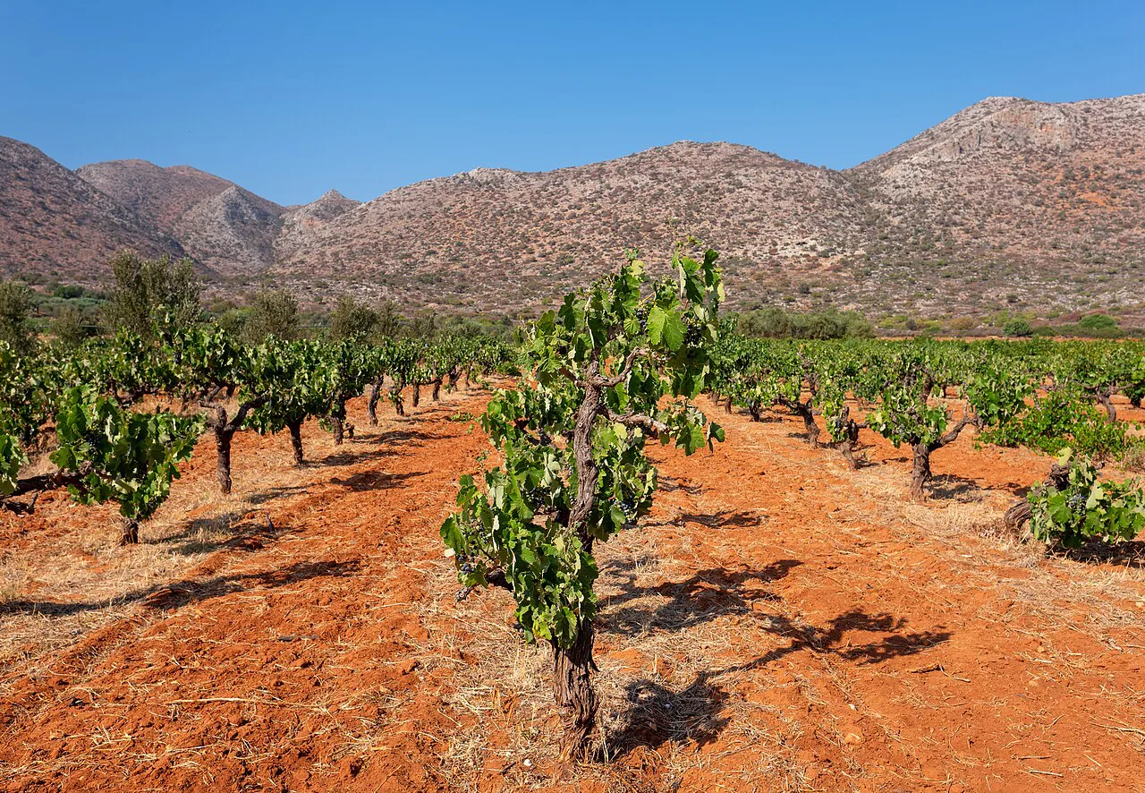 Vineyard on the Akrotiri peninsula, Chania
